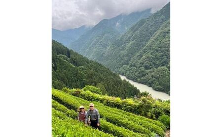 長野県で生産する希少で良質な「浅蒸し茶」 中井侍銘茶（一袋100g入り）5袋セット