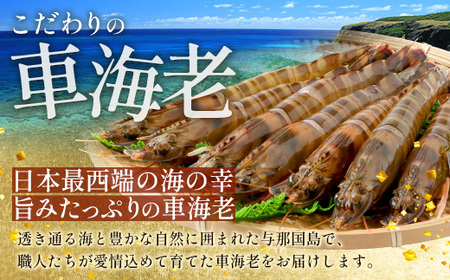 こだわりの車海老　有頭車海老（冷凍）250ｇ×3パック F009｜沖縄県 与那国町 与那国 車海老 車エビ 海老 えび エビ 産地直送