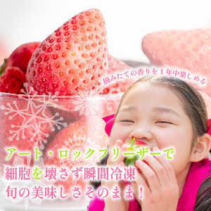 いちご 冷凍 オーガニック 1kg A品 いちご