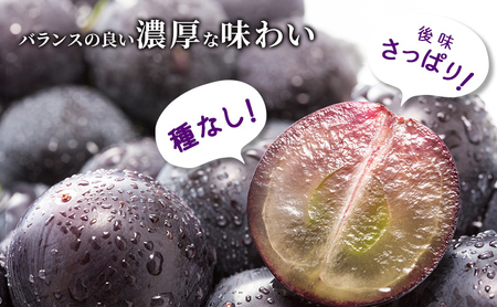 【令和8年産】ブラックビート 2～3房 セット  ぶどう 種無し 皮ごと 兵庫県産 大粒 農家直送 果物 果物類 フルーツ デザート ブドウ 詰め合わせ 甘い 粒 糖度 巨峰