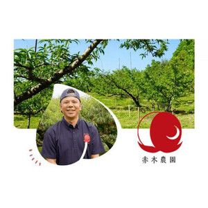 桃 2026年 8月発送 ご家庭用 岡山の 白桃（早生、中生種）約1.3kg 4～6玉 もも モモ フルーツ 果物 岡山市 一宮地区産 国産 赤木農園