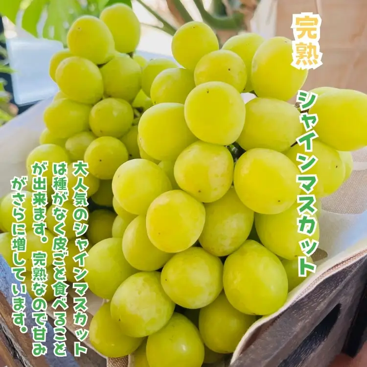 ［先行予約・2026年発送］朝採れ完熟シャインマスカットと和梨 大満足セット 約4kg