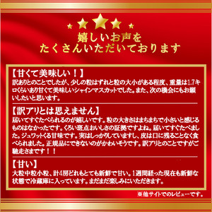 【ふるなびWEEK対象】【2026年発送分】【訳あり】徳用シャインマスカット(1.6～1.8kg)