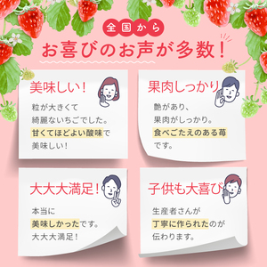 【定期便3回】 旬のいちご 約1000g