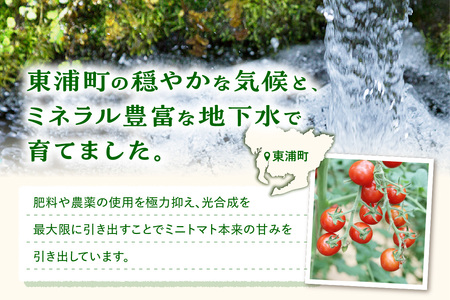 農園直送 つぶより ミニトマト 1kg入り│トマト プチトマト 甘い 野菜 産地直送 愛知県 東浦町