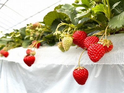 藤井悦雄さん生産の いちご 8パック [ フルーツ 果物 イチゴ 苺 ] ジャム ストロベリー 