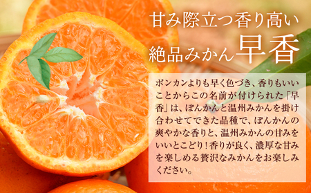 【先行予約】みかん 早香 5kg みかん 柑橘