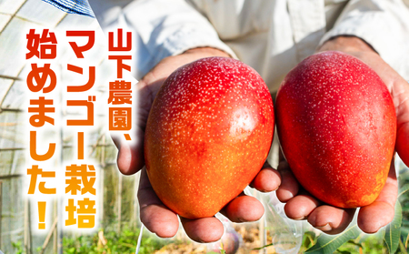 【 2026年 先行予約 】 甘い香り の 贈り物 ！ 山下農園 の 完熟アップルマンゴー 1kg （ 2～3玉 ） W063-003-01 期間限定 果物 マンゴー