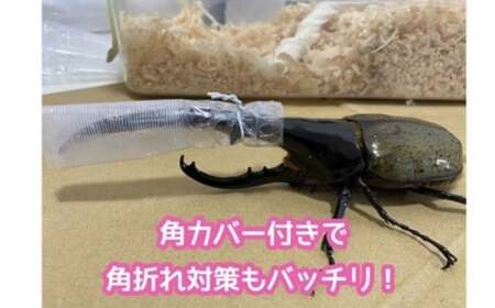 ヘラクレスオオカブト 成虫ペア オス（150mm台）メス（60mm以上） / ヘラクレス カブトムシ 昆虫 真庭市 【hrkrs001-01】