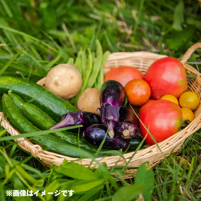 採れたて！新鮮野菜詰め合わせ5種 ／ お野菜 やさい セット 野菜セット しいたけ シイタケ 椎茸 生椎茸 旬 旬野菜 産地直送 新鮮 おまかせ おすすめ 埼玉県 特産 No.503