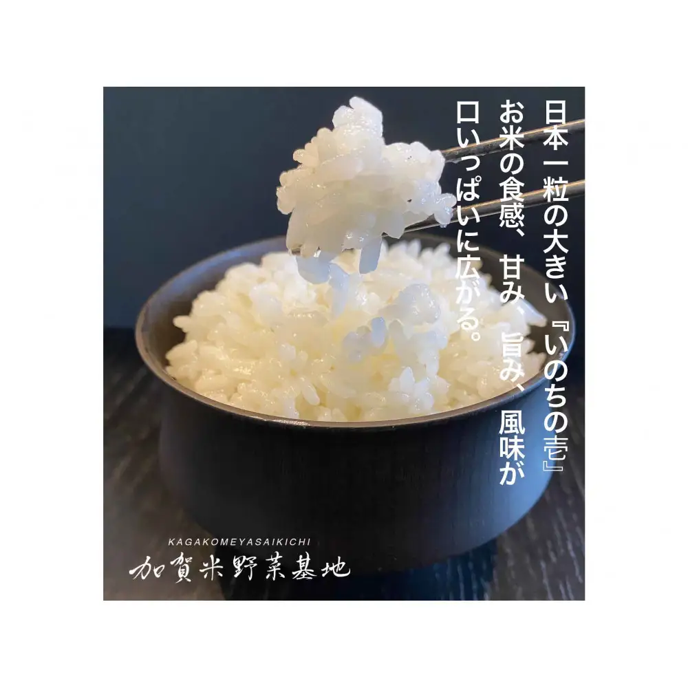 《令和7年産 新米》【12ヶ月定期便】【お米番付優秀賞受賞農家】日本一粒の大きいお米『いのちの壱』白米2kg×12回