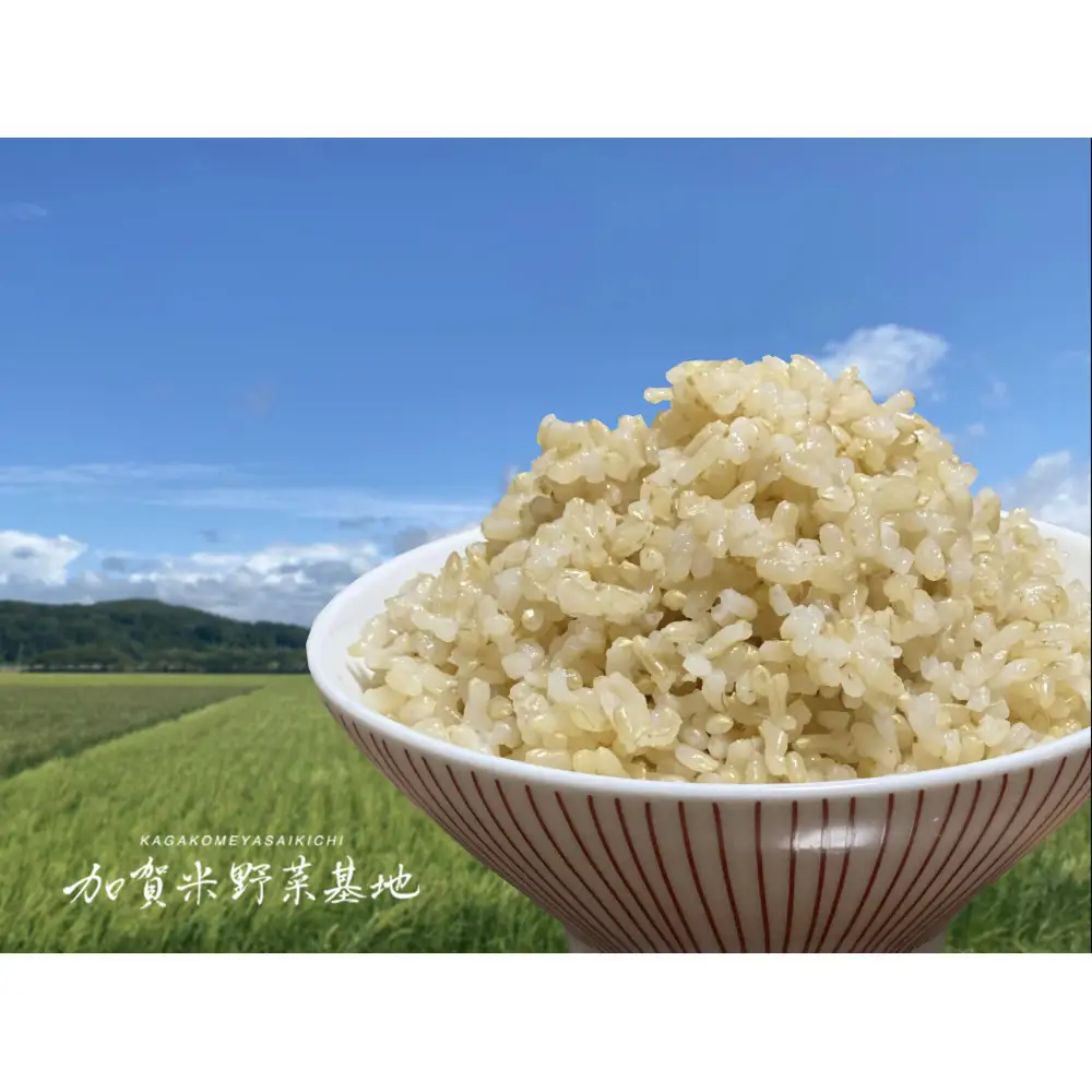 【12ヶ月定期便】【お米番付優秀賞受賞農家】日本一粒の大きいお米『いのちの壱』玄米15kg×12回