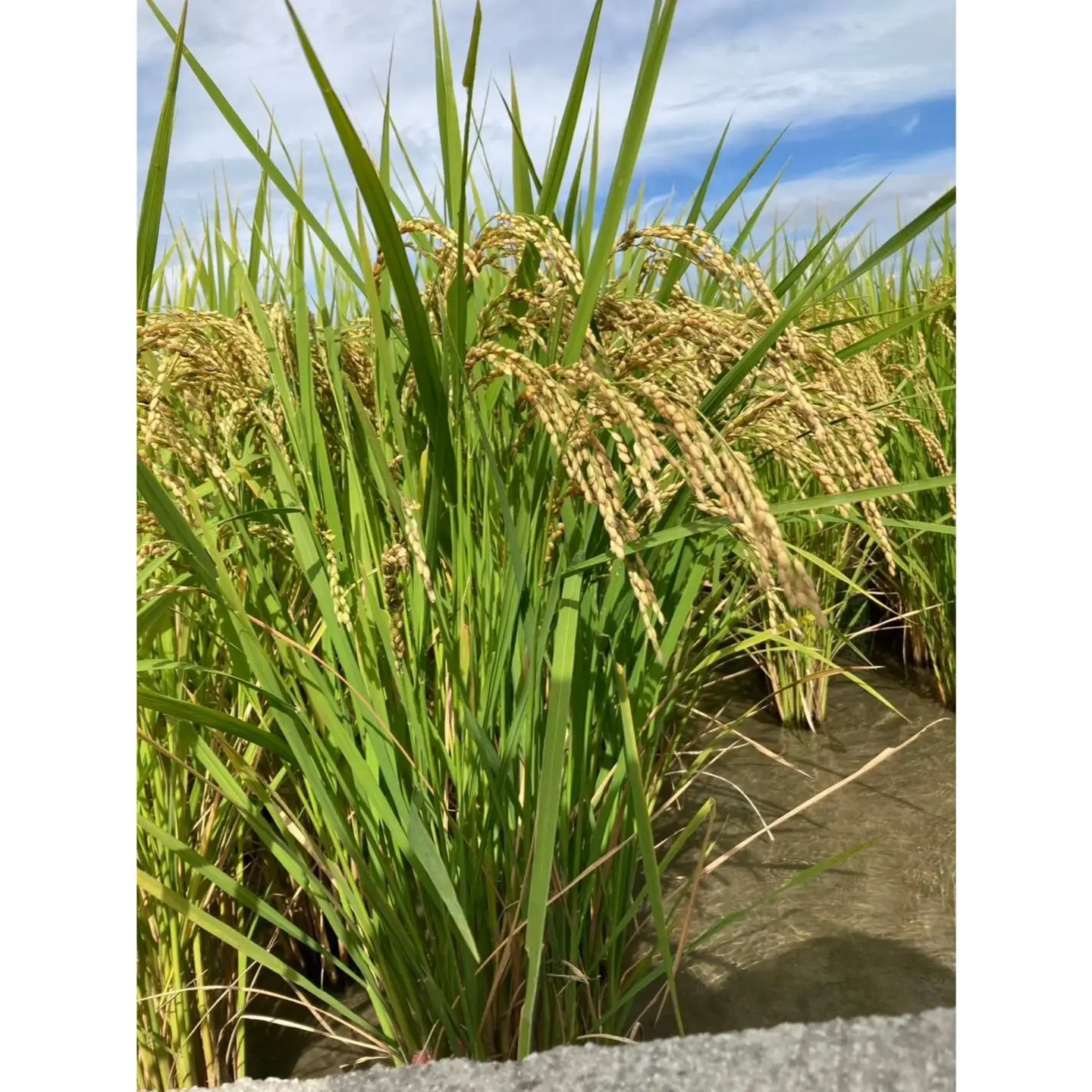 Root  Farmの令和7年度産　ヒノヒカリ玄米5kg×2袋　有機JAS認証