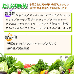 野菜セット 9〜10品 定期便 4回 野菜