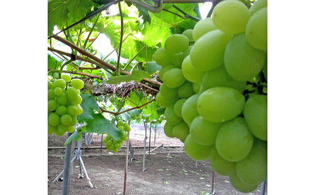 ぶどう 2026年 先行予約 シャインマスカット 約700g 1房 初秋 葡萄 岡山県 赤磐市産 フルーツ 果物 あかいわファーマーズガーデン 果物類