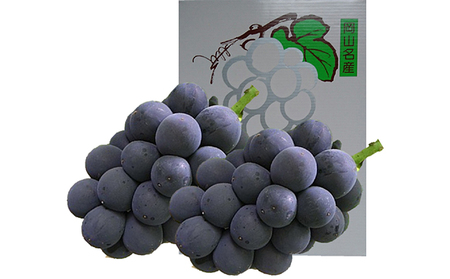 ぶどう 2026年 先行予約 オーロラブラック 約1.2kg 2房 葡萄 岡山県 赤磐市産 フルーツ 果物 あかいわファーマーズガーデン