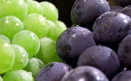 ぶどう 2026年 先行予約 マスカット オブ アレキサンドリア ニューピオーネ 各1房 合計 約1.1kg 葡萄 岡山県 赤磐市産 フルーツ 果物