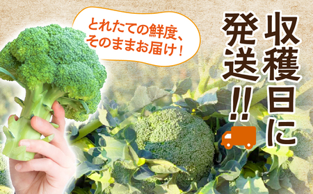 ブロッコリー 10本 ×5回お届け 豊橋 国産 ミネラルたっぷり 海風そだち 潮風 家族で 大容量 豊橋 ともちゃんのやさい 直売所で大人気！ 愛知県 豊橋市 安心野菜