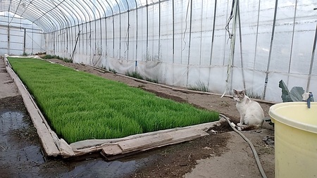 コシヒカリ白米5kg   こめ 精米 1袋 ブランド米 モミで保存 香り 甘い 粘り 山梨県 北杜市  [h331]