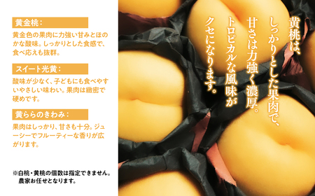 【レビューキャンペーン】【2026年産 先行予約】平川市産桃 品種お任せ 詰め合わせ 約２㎏(6-8玉)[hi-0064-005]