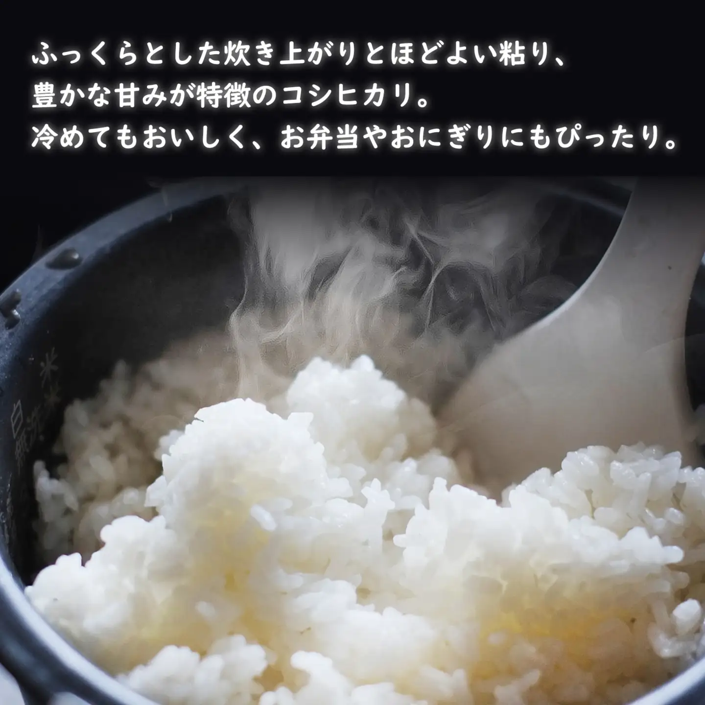令和7年産 / 白米 《50個限定》　令和7年産 茨城県 境町産 コシヒカリ 5kg 2025年産 S275