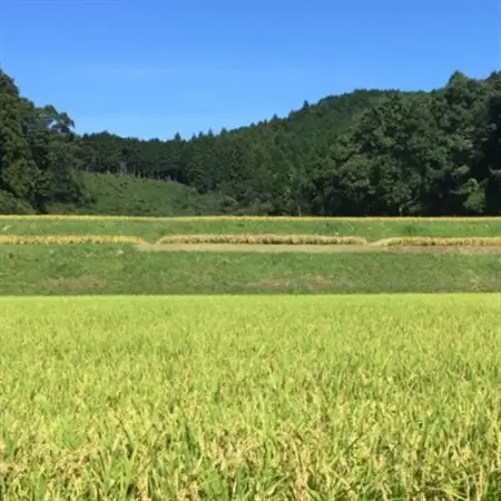【令和7年産】奈良県産 ひとめぼれ 精米 5kg【1454619】