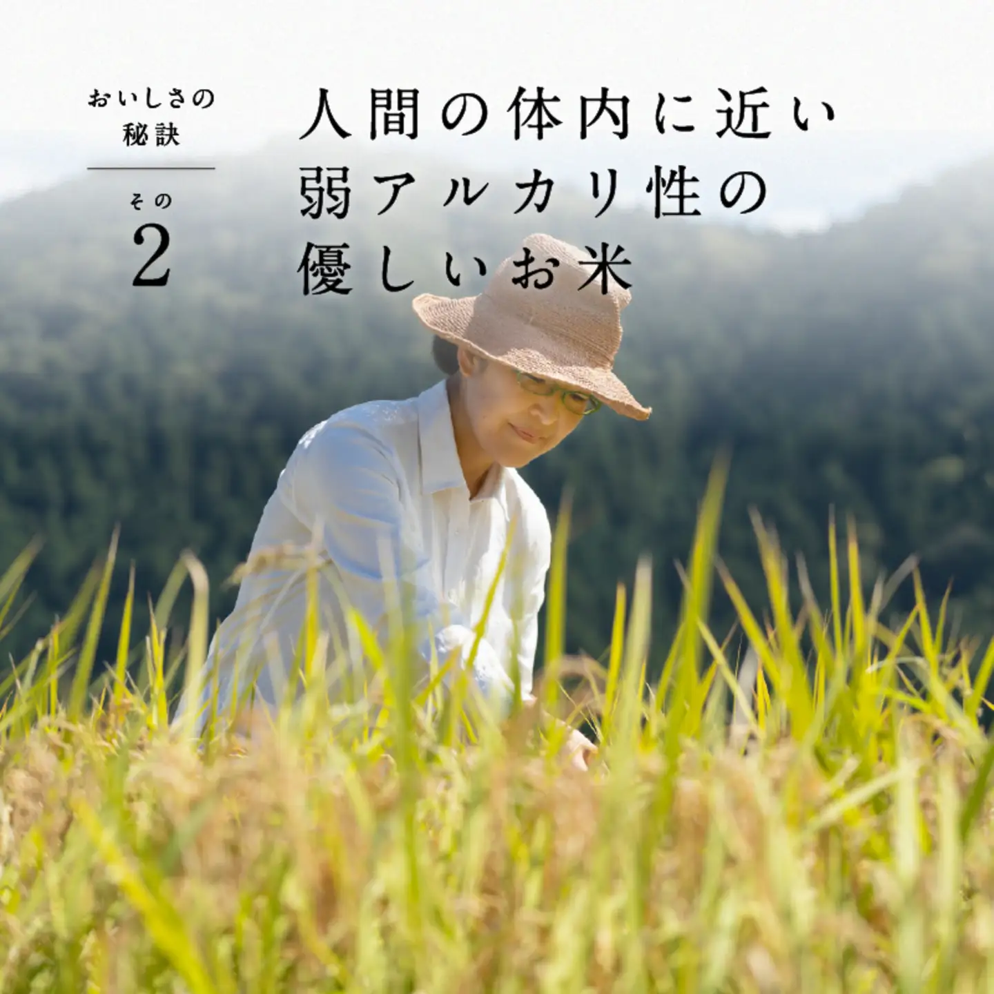 【令和7年産】ピロール農法 宝珠米 いのちの壱