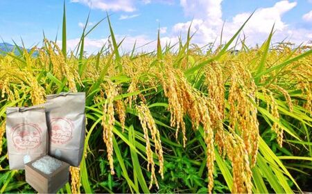 《令和7年産》春の米　精米　5kg ／ 米 お米 こめ コメ ごはん 無農薬 農薬不使用 春の米 精米 白米 令和7年産 5kg 千葉県 東庄町 春子ファーム 産地直送 産直 送料無料