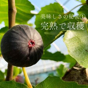 【数量限定】 ドライ いちじく 黒 180g  無花果 ドライいちじく