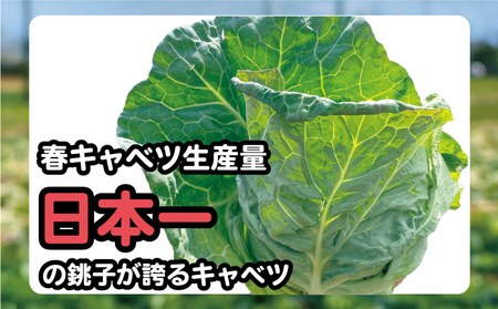 【先行予約】 ドライキャベツ キャベチ 3袋（2026年1月～配送） キャベツ