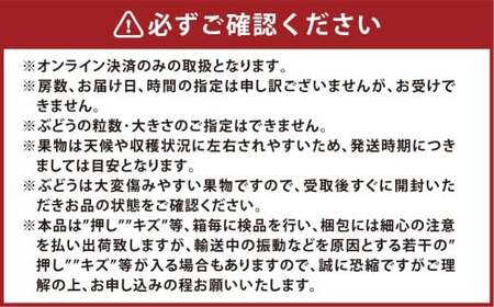 マスカット･オブ･アレキサンドリア 2～3房（合計1.0kg以上） マスカット ぶどう 葡萄 ブドウ 果物 フルーツ 岡山県 倉敷市【2026年8月下旬～9月下旬まで順次発送予定】