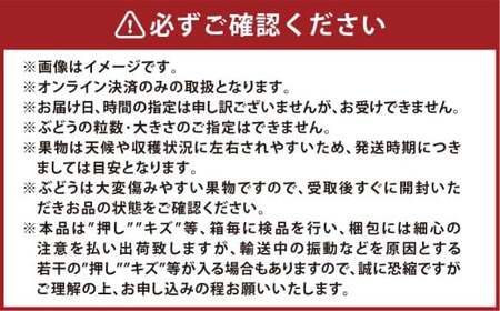 ぶどう 2026年 先行予約 ニューピオーネ 1房 600g以上 葡萄 ブドウ 果物 フルーツ 岡山県 倉敷市【2026年8月下旬～9月下旬まで順次発送予定】