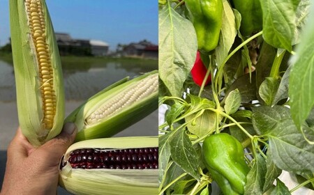 A322 アッキーファームの旬の野菜詰合せ福袋 （野菜3種） 詰め合わせ セット 季節 旬 お楽しみ 野菜 やさい なす トマト ミニトマト ピーマン ブロッコリー とうもろこし レタス カリフラワー 冷蔵 福岡県産 国産 福岡県 みやま市
