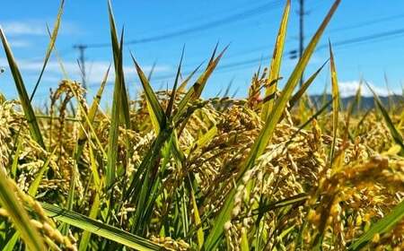 A324 【令和7年産】アッキーファームのお米「元気つくし」 5kg 白米 げんきつくし お米 こめ 精米 単一原料米 ごはん ご飯 福岡県産 国産 福岡県 みやま市 常温 【2025年11月上旬～2026年8月下旬まで順次発送予定】