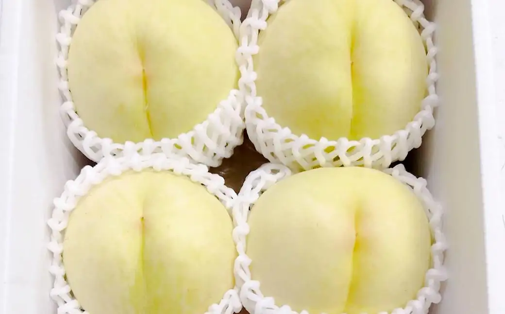 【先行予約】岡山白桃 約1.5kg（6玉前後）【2026年7月上旬～7月下旬迄順次発送予定】【もも 桃 清水白桃 白桃 果物 フルーツ 国産 人気 おすすめ 岡山県 倉敷市】