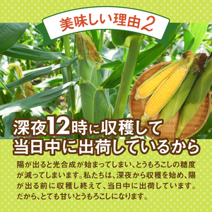 【2026年先行予約】富士北麓忍野村の気候、水、自然で作られた朝採りトウモロコシ（ゴールドラッシュ・ホワイトショコラ）詰め合わせセット（約2.5kg）
