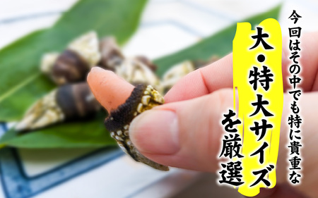 希少な大・特大サイズ 亀の手 冷凍 約500g