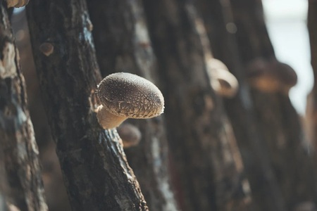 原木しいたけ 1箱 750ｇ きのこ 椎茸 八ヶ岳 湧水 栄養 菌打ち 収穫 料理 冷蔵 山梨県 北杜市 [h356]