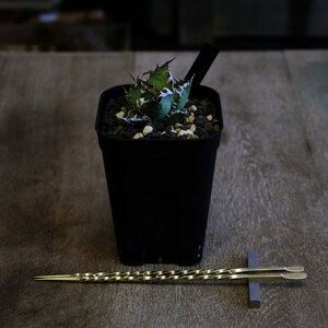 ブラスソイルスティックSS／200ｍｍ　園芸 根かき棒 植物 植え替え ガーデニング