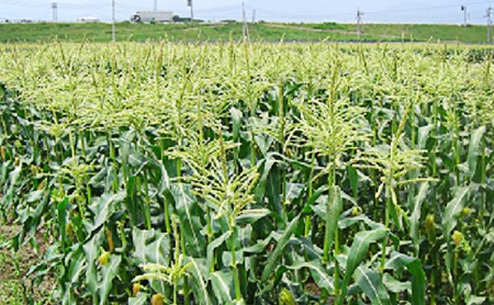 スイートコーン (ゴールドラッシュ) 12本 [株式会社えべし 山梨県 中央市 21470248] とうもろこし トウモロコシ コーン やさい 野菜 旬野菜 旬 季節限定 期間限定 冷蔵 【2026年7月上旬-7月下旬発送予定】