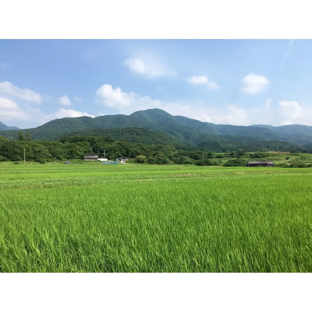 【令和7年産】佐渡高千産コシヒカリ　精米27kg×1袋