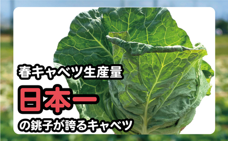 【先行予約】 キャベツ アフロキャベツ 4玉 （2026年1月～6月配送）