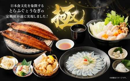 【2回定期便】【極】季節めぐり定期便2 ふぐ フグ 河豚 とらふぐ トラフグ てっさ てっちり うなぎ ウナギ 鰻 熊本県 上天草市