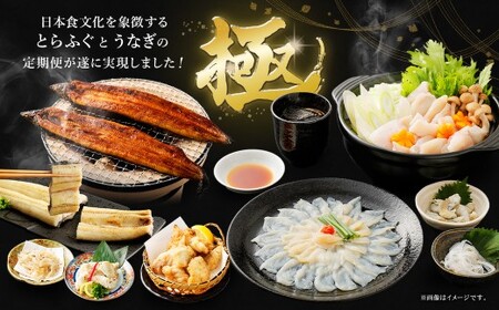 【2回定期便】【極】季節めぐり定期便3 ふぐ フグ 河豚 とらふぐ トラフグ てっさ てっちり うなぎ ウナギ 鰻 熊本県 上天草市