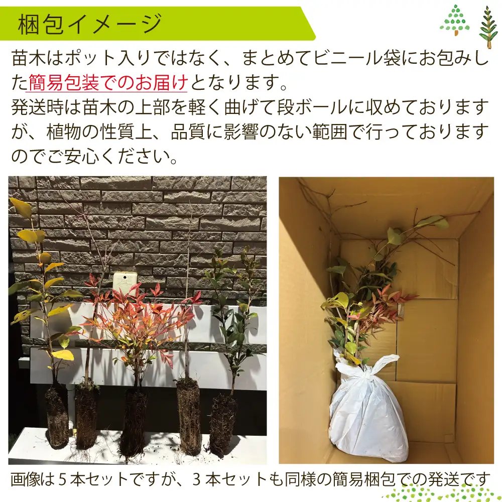 新地町産 苗木5種セット（サザンカ・イロハモミジ・ナンテン・イタヤカエデ・ツバキ） | 木 苗 人気 おすすめ 送料無料 里山 お取り寄せ 福島県 新地町 庭木 庭 森林 山茶花 さざんか いろはもみじ 紅葉 南天 なんてん 椿 つばき いたやかえで 訳あり