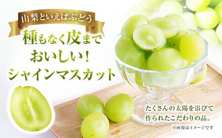 シャインマスカット 約1.8kg マスカット ぶどう ブドウ 葡萄 くだもの 果物 フルーツ 種なし 山梨県 中央市 送料無料 【2026年8月下旬-10月下旬発送予定】