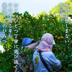 有田みかん 5kg / 和歌山 有田 広川 みかん ミカン 柑橘 果物 くだもの ギフト フルーツ 果実 ※2026年11月中旬〜翌年1月下旬頃に順次発送予定【hkt004-p-5】