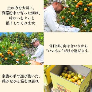  有田 みかん 秀品 サイズ混合 5kg / 有田みかん 温州みかん 甘い 秀品 和歌山 柑橘 5kg ※2026年10月上旬～2027年2月上旬に順次発送【krt004-p-5】