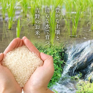 大和銘米ひのひかり5kg《大西米穀店》