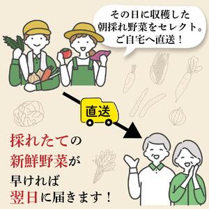【３か月定期便】東京唯一の道の駅・八王子滝山から、新鮮野菜＆フルーツのセットをお届け